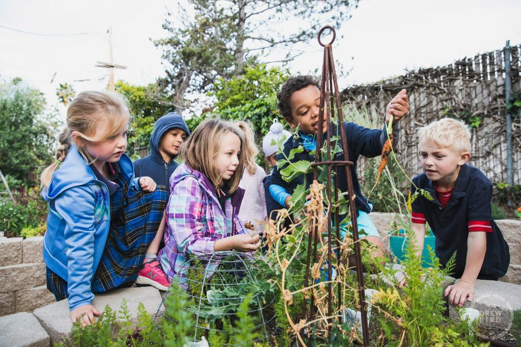 School children pulling carrots out of a learning garden at The Hillbrook School in Los Gatos, California. San Francisco education marketing photographer Drew Bird. San Jose school branding photographer.